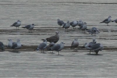 IMG_8258.jpg