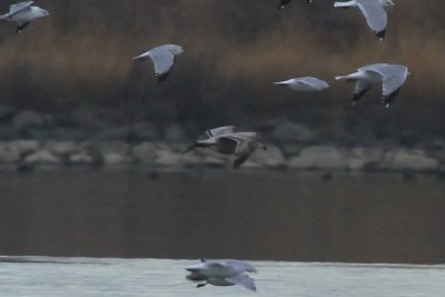 IMG_8306.jpg