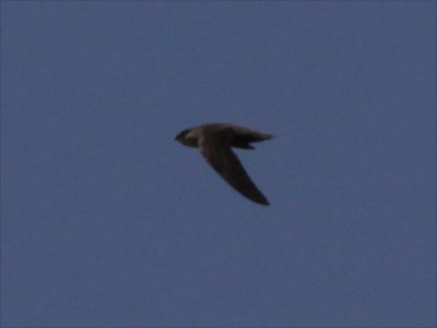 Chimney Swift