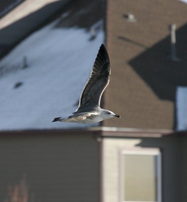 Lesser Black-backed Gull