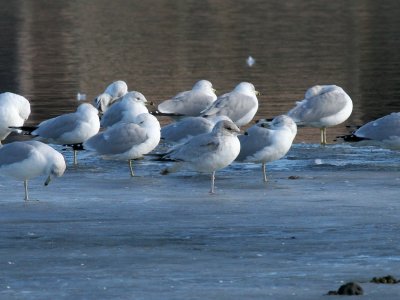 Ring-billed Gull (1st winter)