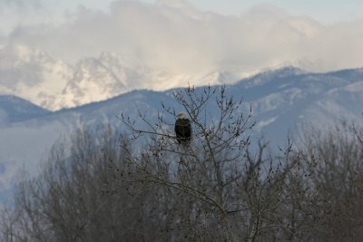 Bald Eagle
