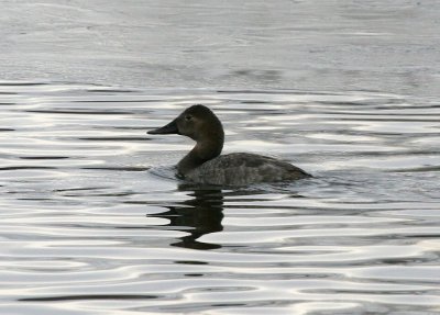 Canvasback