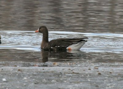 Greater White-fronted Goose