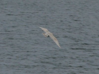 Gull #1