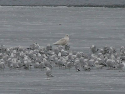 Glaucous Gull #1