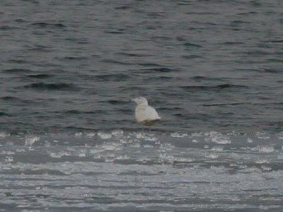 Glaucous Gull #1