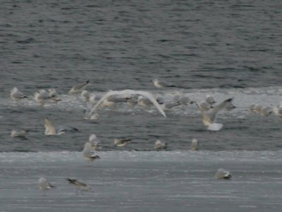 Glaucous Gull #2