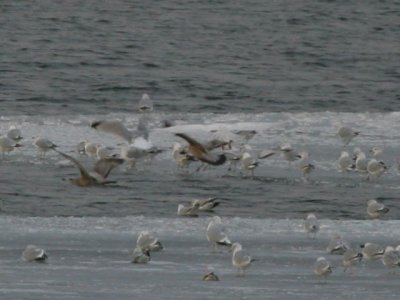 Glaucous Gull #2
