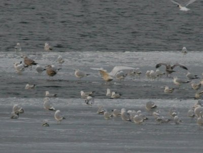 Gulls