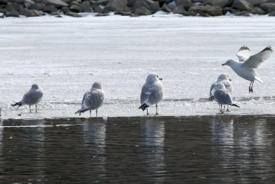 Gull #2