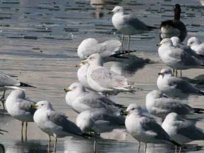 Gulls 3 & 4