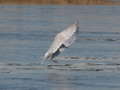 IMG_9273.jpg