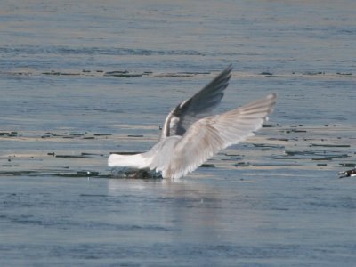 IMG_9275.jpg