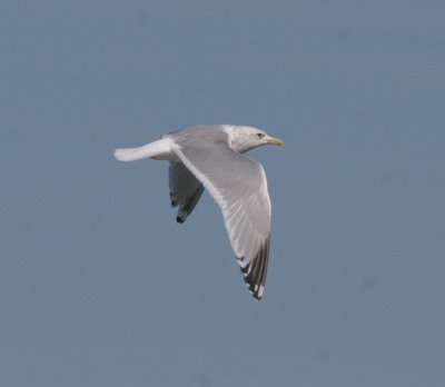 IMG_9381.jpg