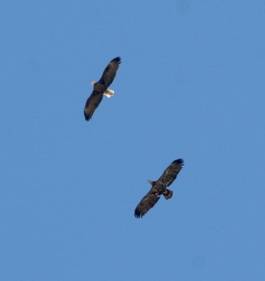 Eagles