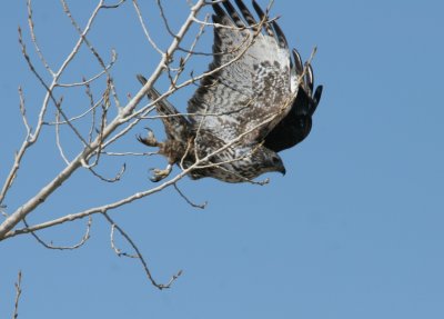 Harlan's Hawk