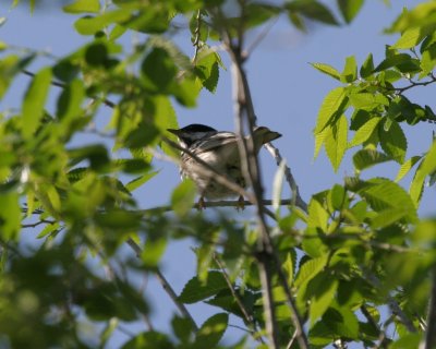 Blackpoll Warbler