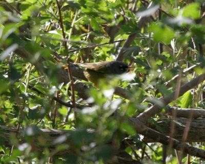 MacGillivray's Warbler