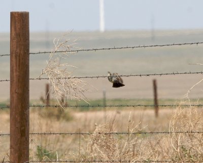 Cassin's Kingbird