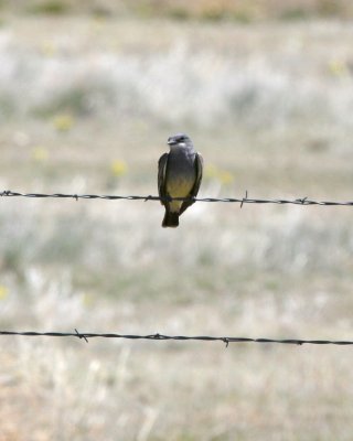 Cassin's Kingbird