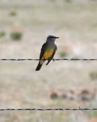 Western Kingbird