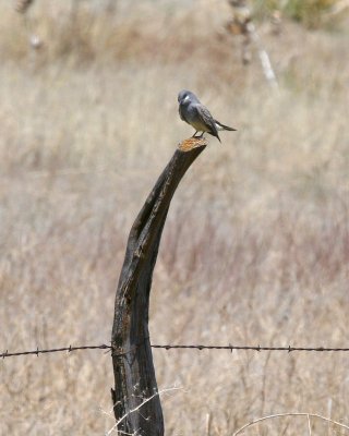 Cassin's Kingbird