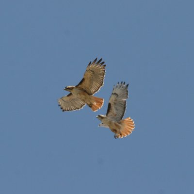 Red-tailed Hawks