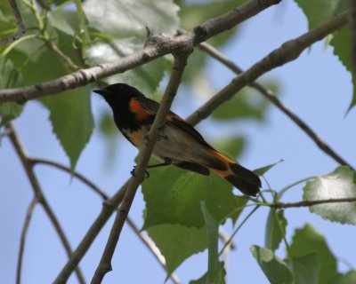 American Redstart