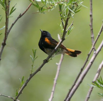 American Redstart