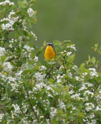 Yellow-breasted Chat