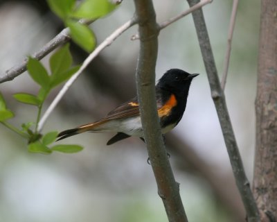 American Redstart