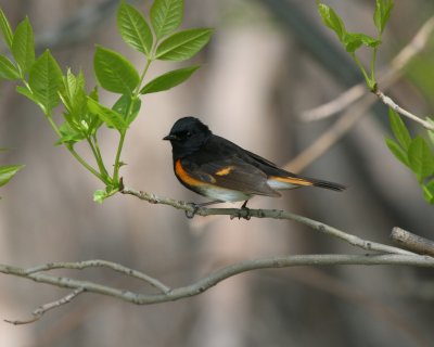 American Redstart