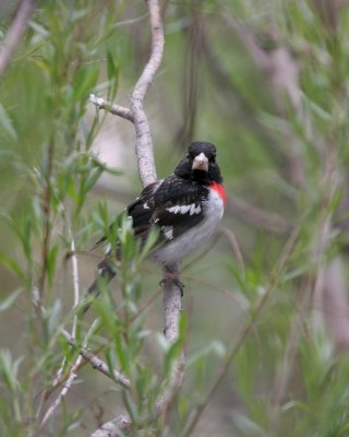 Rose-breasted Grosbeak