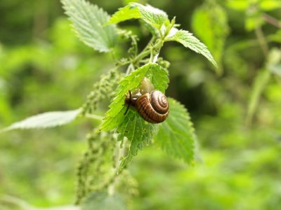 nettle eater