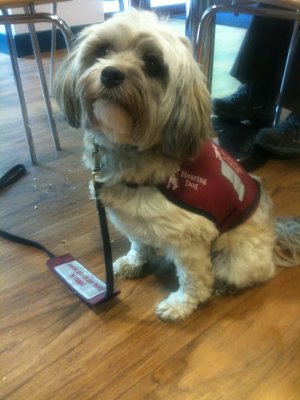 Sally watching us have lunch in Keswick theatre cafe. Those crumbs were my fault - we shared some couscous and i spilt some!