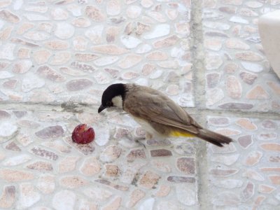 P1010153.JPG