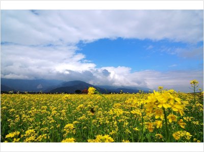 FaoСiI jRape flower field : yellows addiction