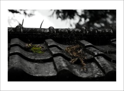 DSC_0297m.jpg