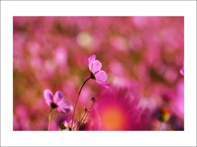 ֹؤsi Autumn Beauty - Field of Cosmos