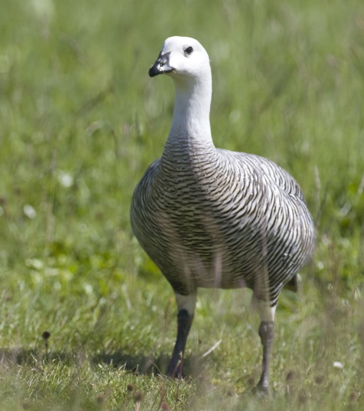 Upland Goose,male