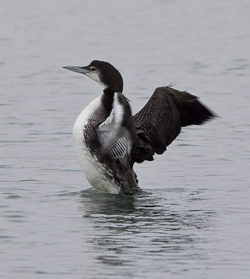 Common Loon,nonbreeding does wing stretch