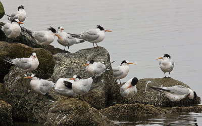 Elegant Terns on rocks