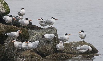 Elegant Terns on rocks