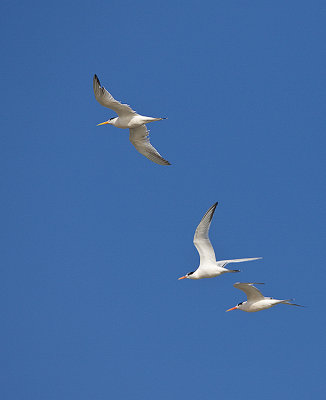 Elegant Terns in flight