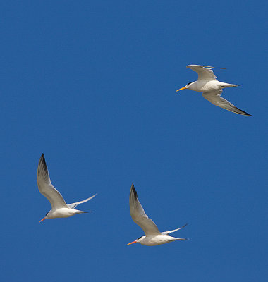 Elegant terns in flight