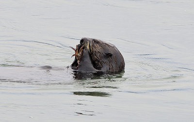 Sea Otter eats Crab