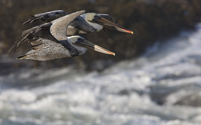Brown Pelicans in flight from above