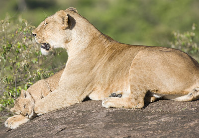 Lion cub with Mom