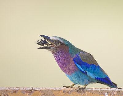 4.Lilac-breasted Roller eating beetle